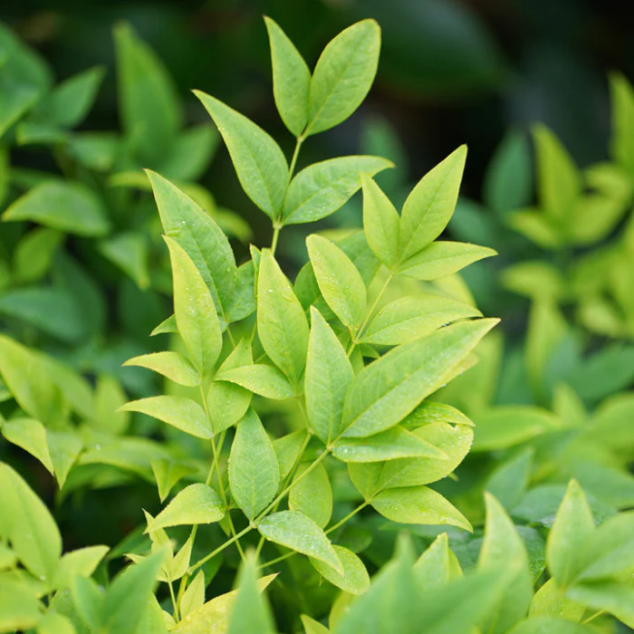 NANDINA MAGICAL LEMON LIME 140MM - Image 2