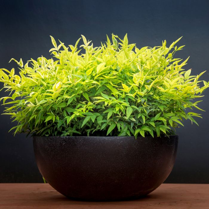 NANDINA MAGICAL LEMON LIME 140MM - Image 3