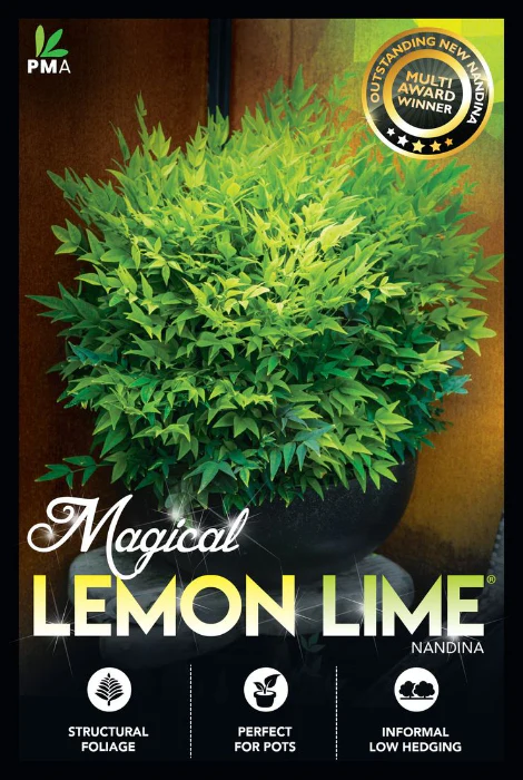 NANDINA MAGICAL LEMON LIME 140MM - Image 4