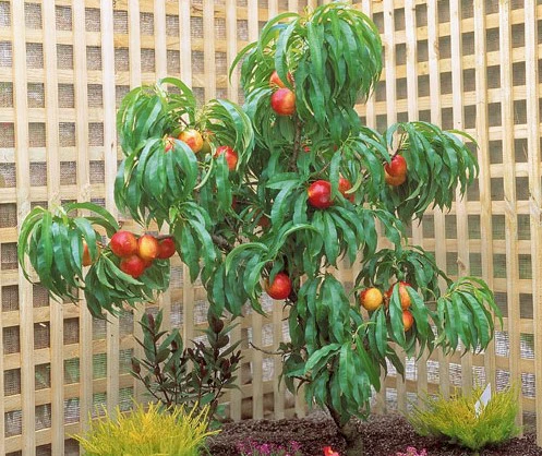 PRE ORDER - NECTARINE DWARF NECTAZEE - Bare Rooted