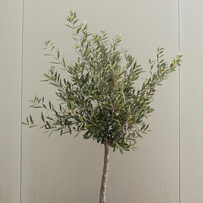 OLIVE GARDEN HARVEST 140MM - Image 4
