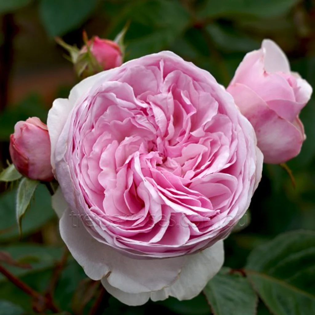 PRE ORDER - OLIVIA ROSE AUSTIN DA - Bare Rooted
