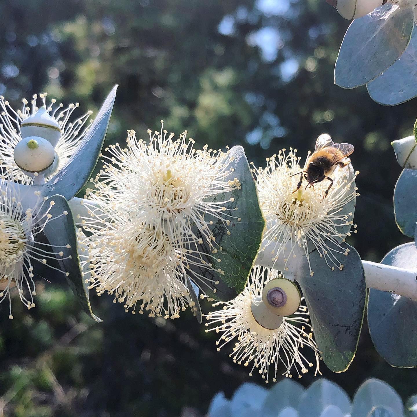 EUCALYPTUS BABY BLUE - Image 3