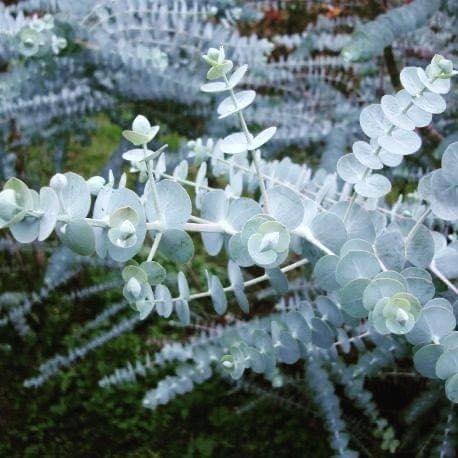 EUCALYPTUS BABY BLUE - Image 4