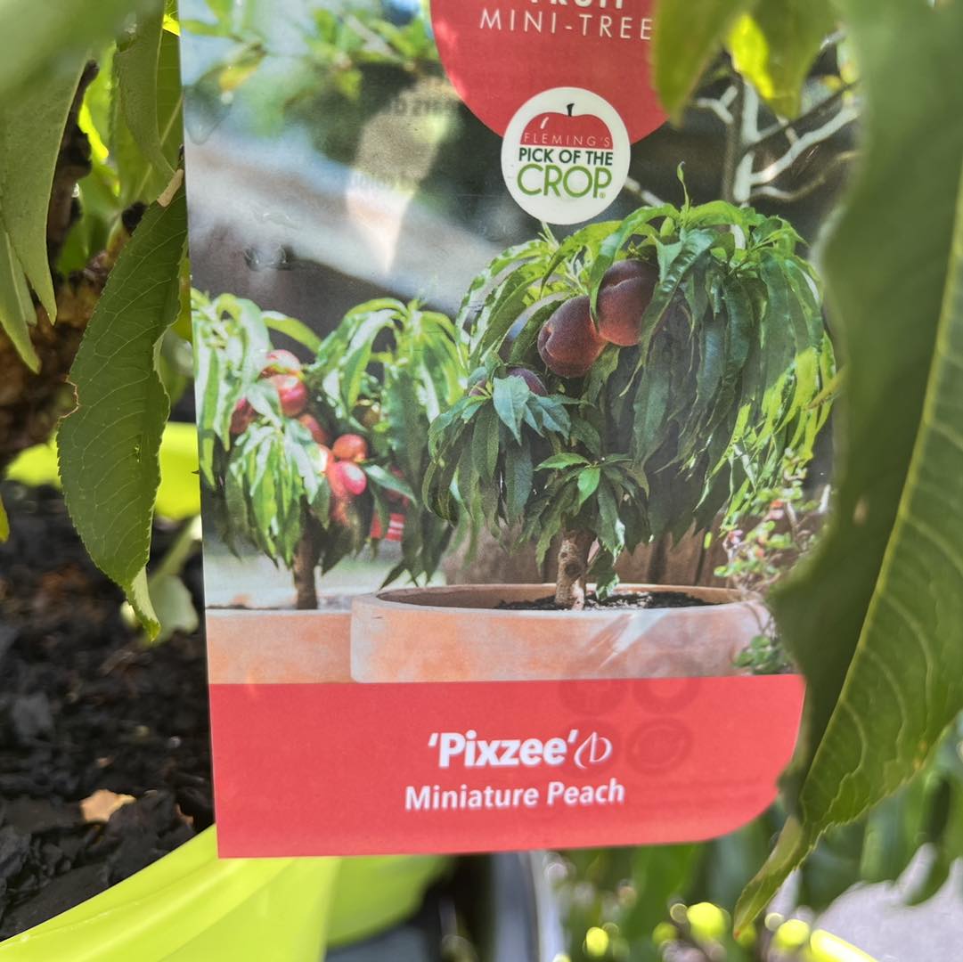 POTTED TRIXZIE PIXZEE PEACH - Image 3