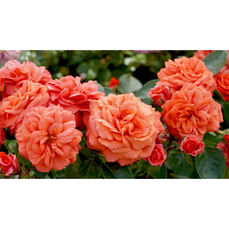 PRE ORDER - ORANGERIE - Bare Rooted - Image 2
