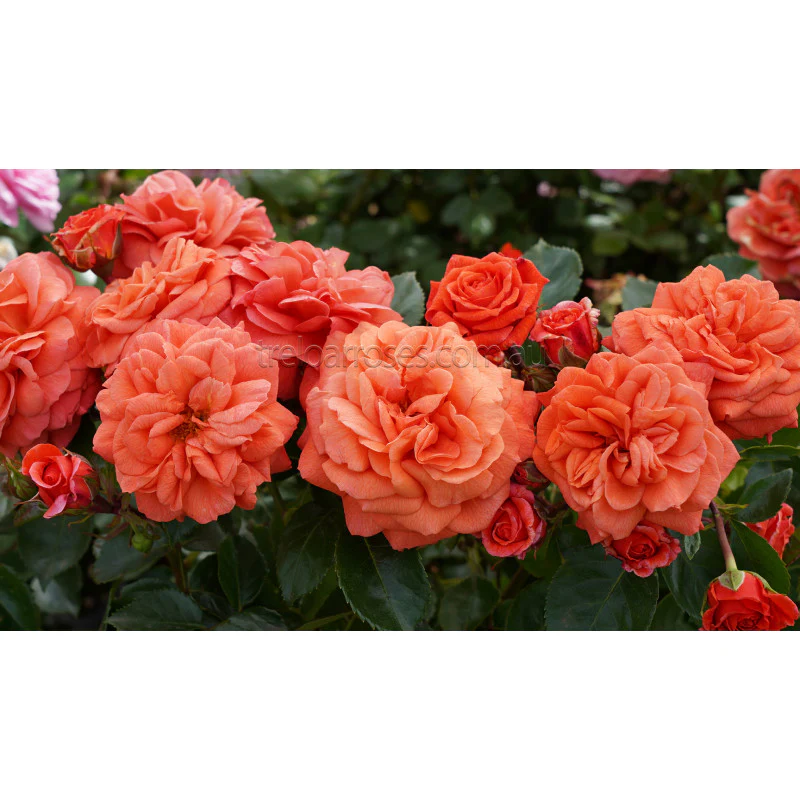 PRE ORDER - ORANGERIE - Bare Rooted - Image 3