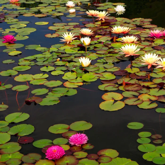 OZ WATER LILY ASSORTED COLOURS