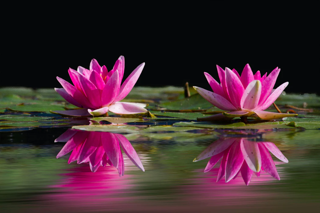 OZ WATER LILY ASSORTED COLOURS - Image 2