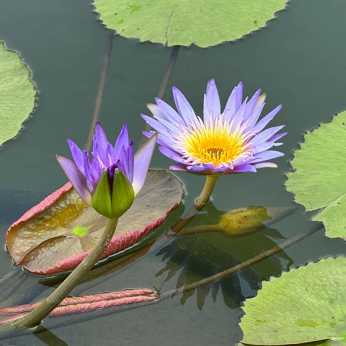 OZ WATER LILY ASSORTED COLOURS - Image 3