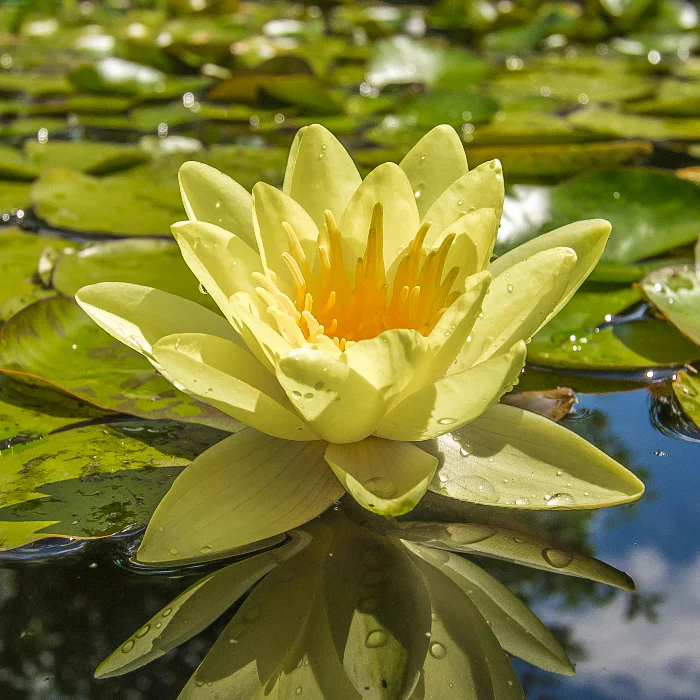 OZ WATER LILY ASSORTED COLOURS - Image 4