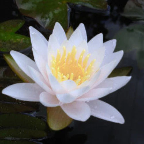 OZ WATER LILY ASSORTED COLOURS - Image 5