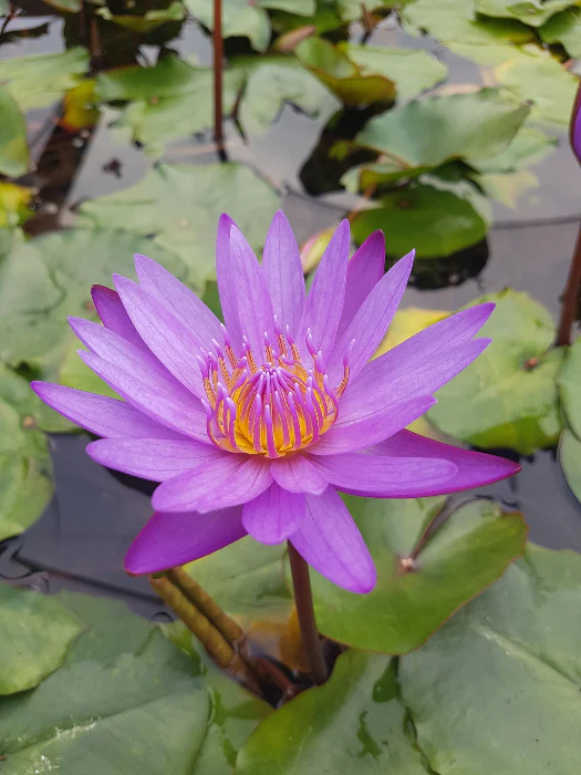 OZ WATER LILY ASSORTED COLOURS - Image 6