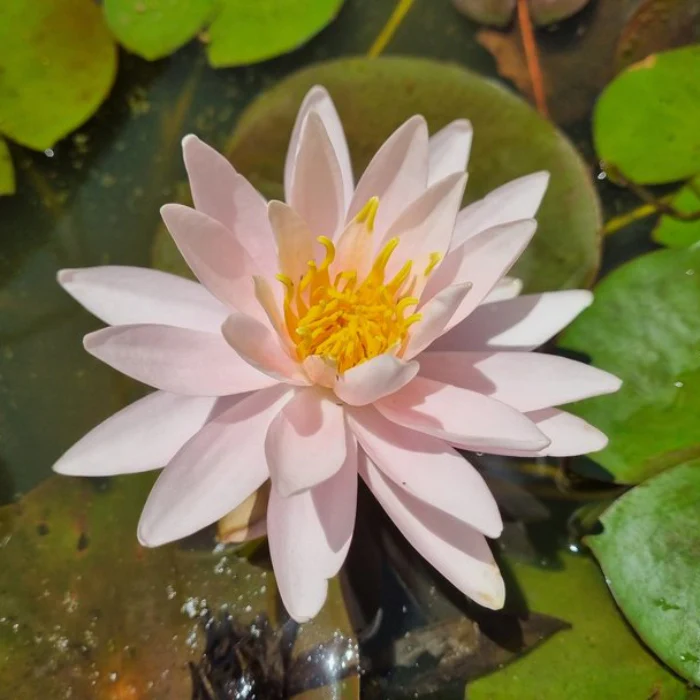 OZ WATER LILY ASSORTED COLOURS - Image 7