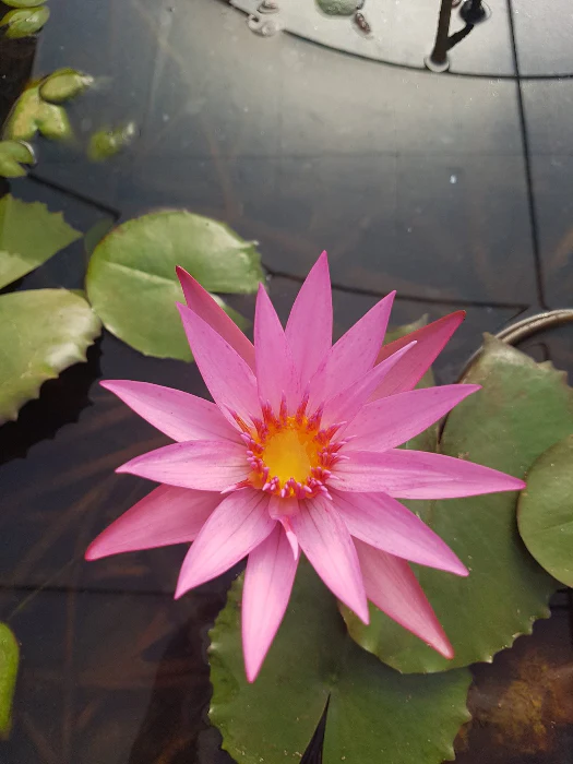 OZ WATER LILY ASSORTED COLOURS - Image 8