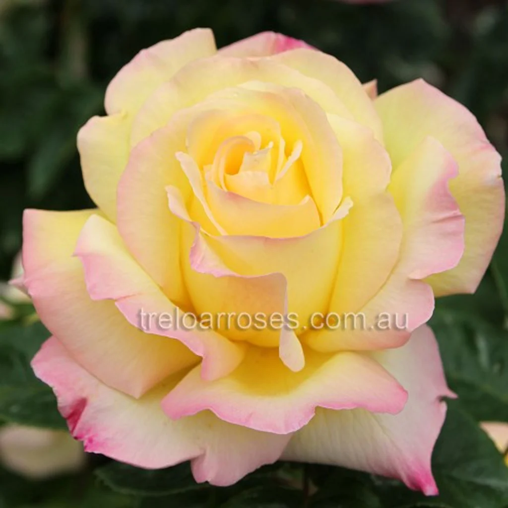 PRE ORDER - PEACE - Bare Rooted