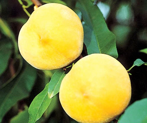 PRE ORDER - PEACH DWARF GOLDEN QUEEN - Bare Rooted