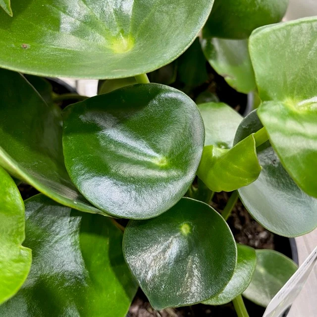 COIN LEAF PEPPEROMIA 130mm - Image 4