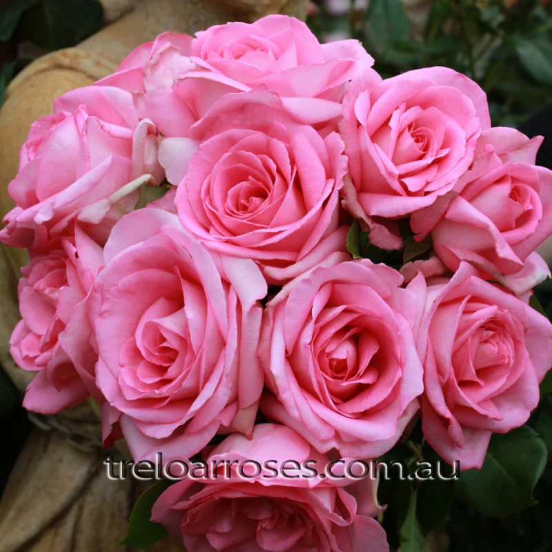 PRE ORDER - PERFUME PASSION - Bare Rooted - Image 2