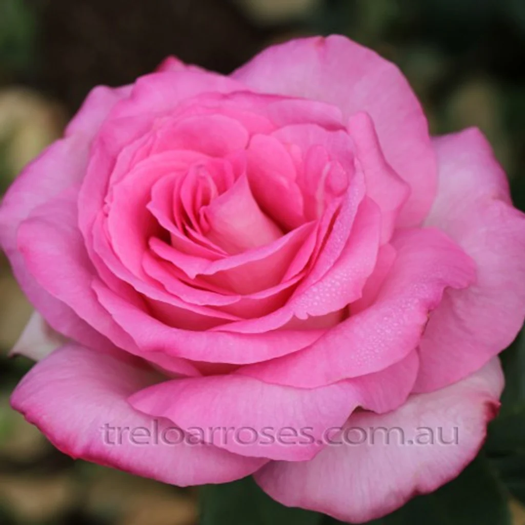 PRE ORDER - PERFUME PASSION - Bare Rooted - Image 3