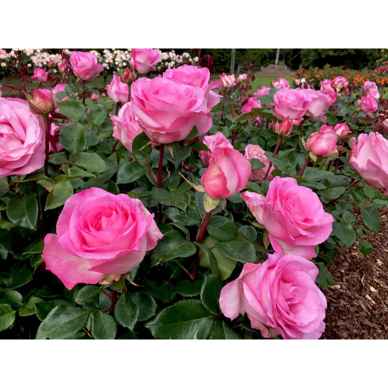 PRE ORDER - PERFUME PASSION - Bare Rooted - Image 4