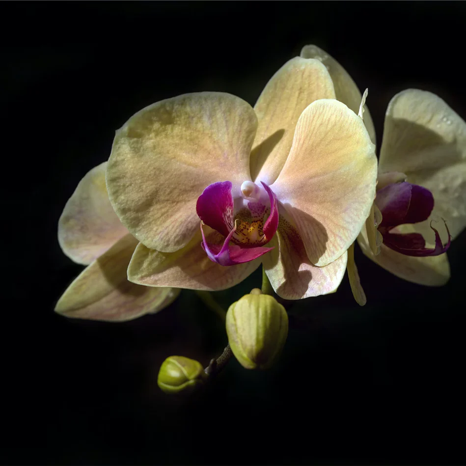 PHALAENOPSIS ORCHID LARGE SINGLE - Image 2