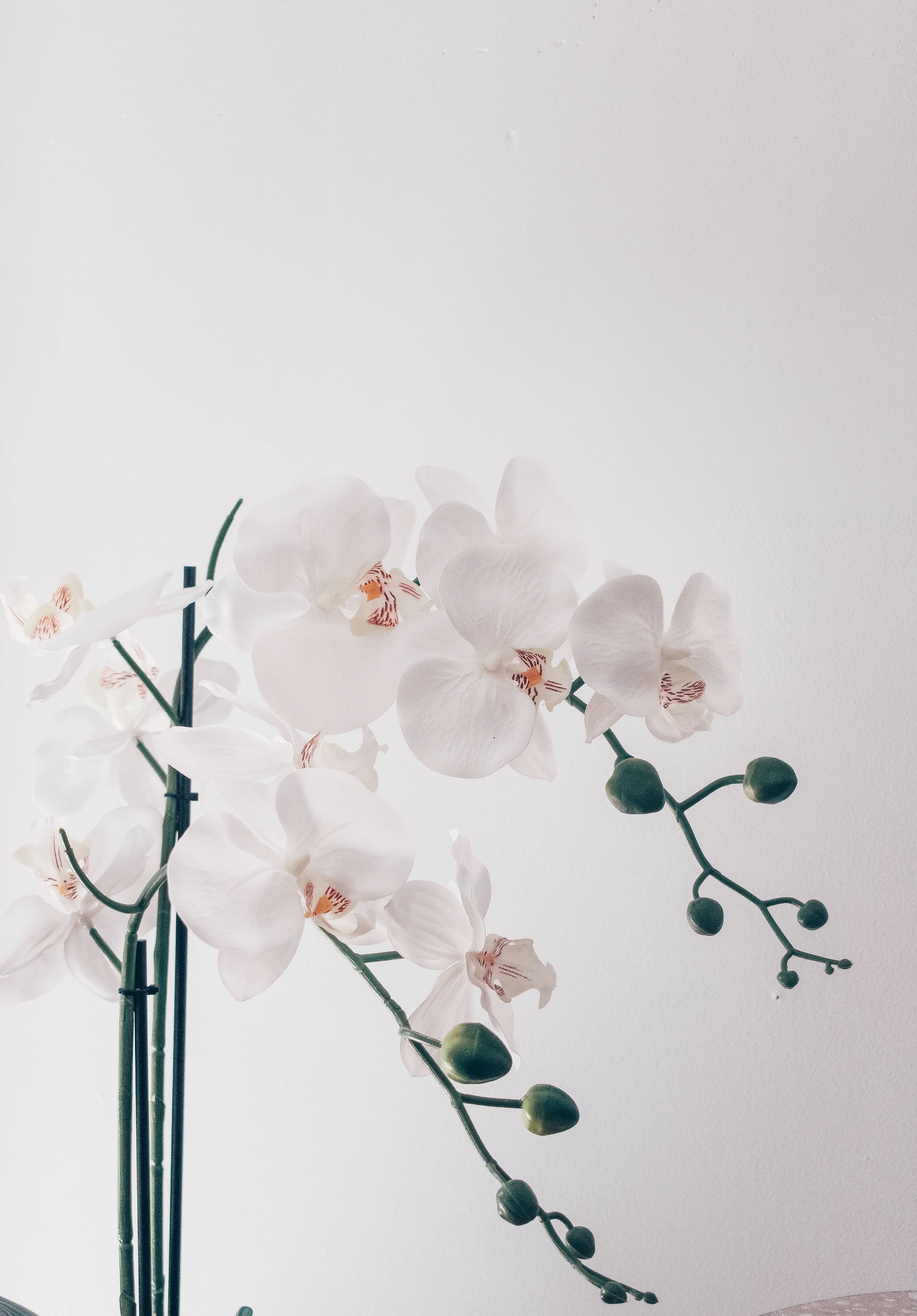 PHALAENOPSIS ORCHID LARGE SINGLE - Image 3