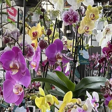 PHALAENOPSIS ORCHID LARGE SINGLE - Image 4