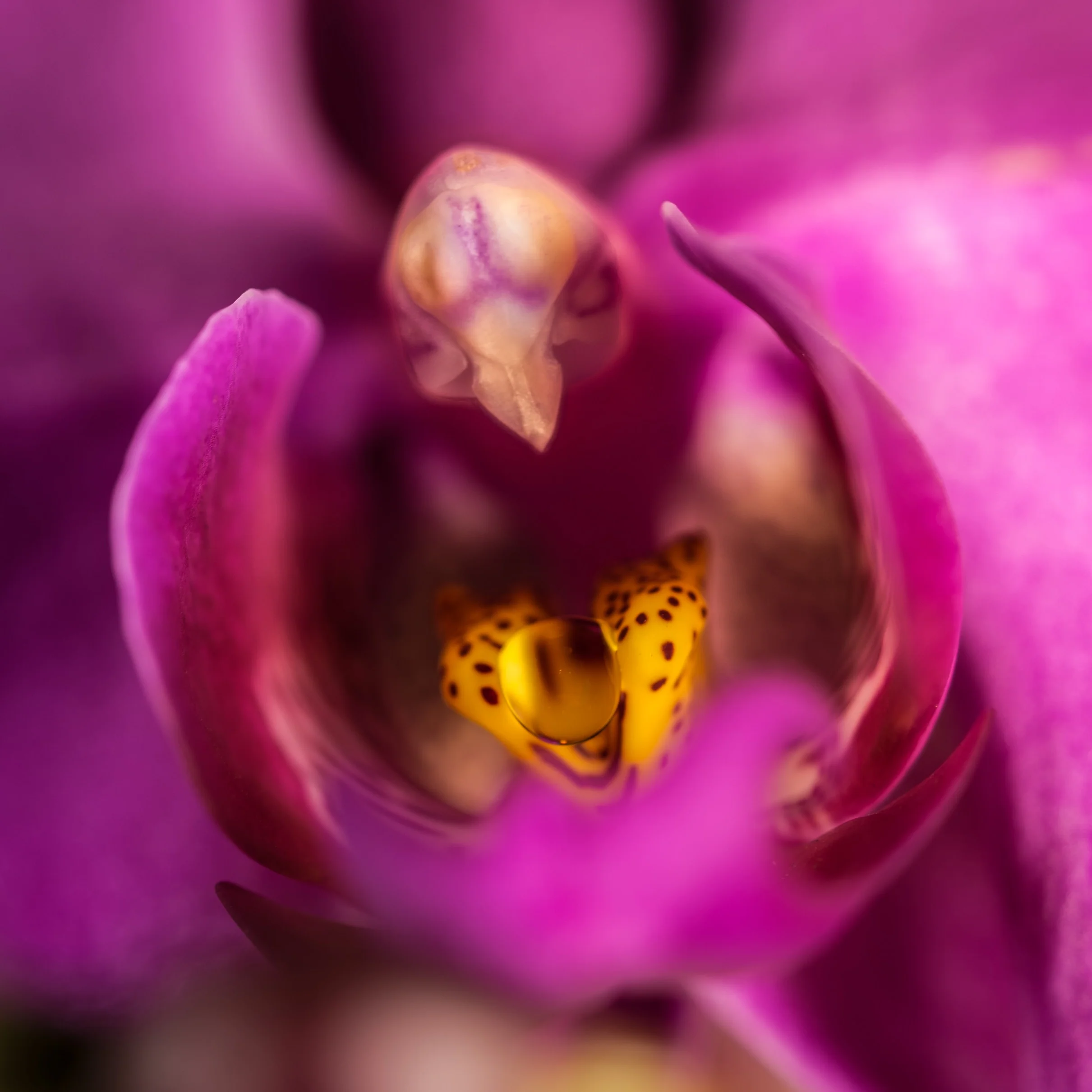 PHALAENOPSIS ORCHID LARGE SINGLE - Image 5