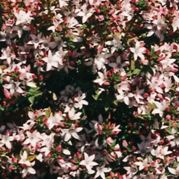 PHILOTHECA CASCADE OF STARS