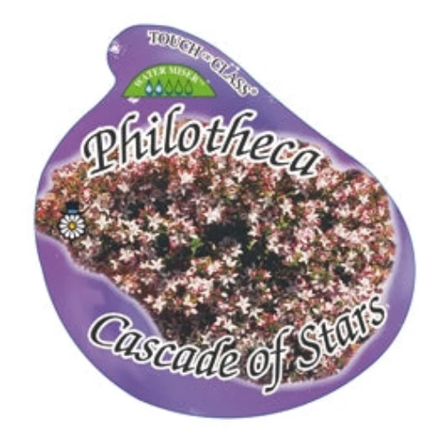 PHILOTHECA CASCADE OF STARS - Image 4