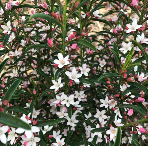 PHILOTHECA WINTER ROUGE