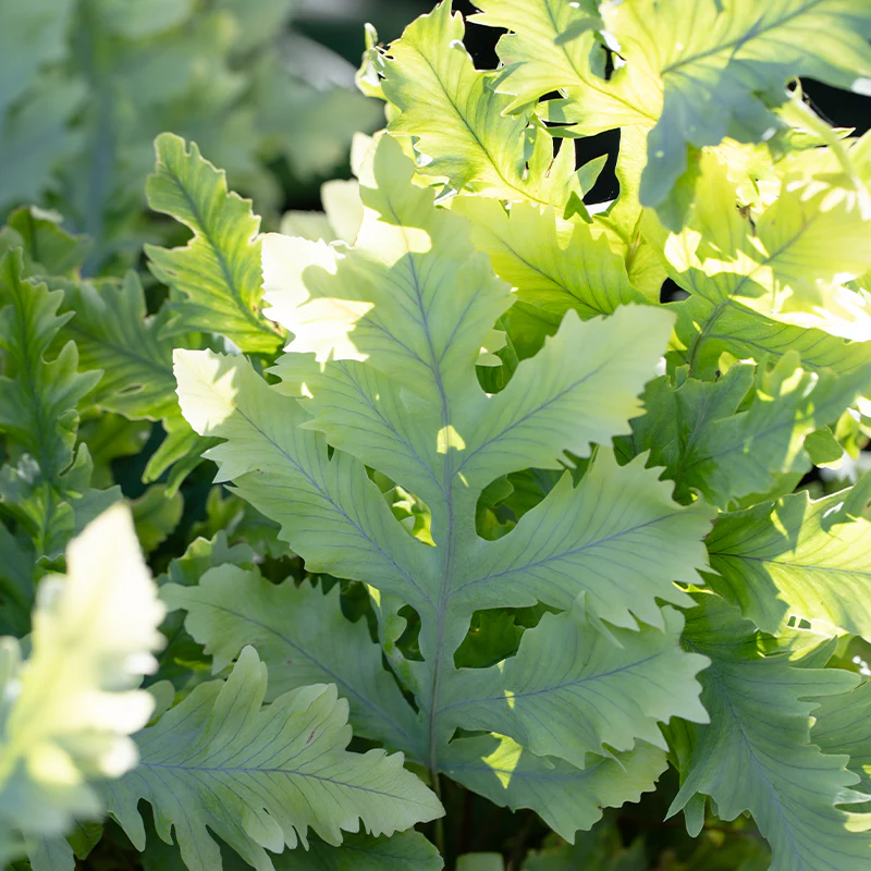 PHLEBODIUM DAVANA - Image 2