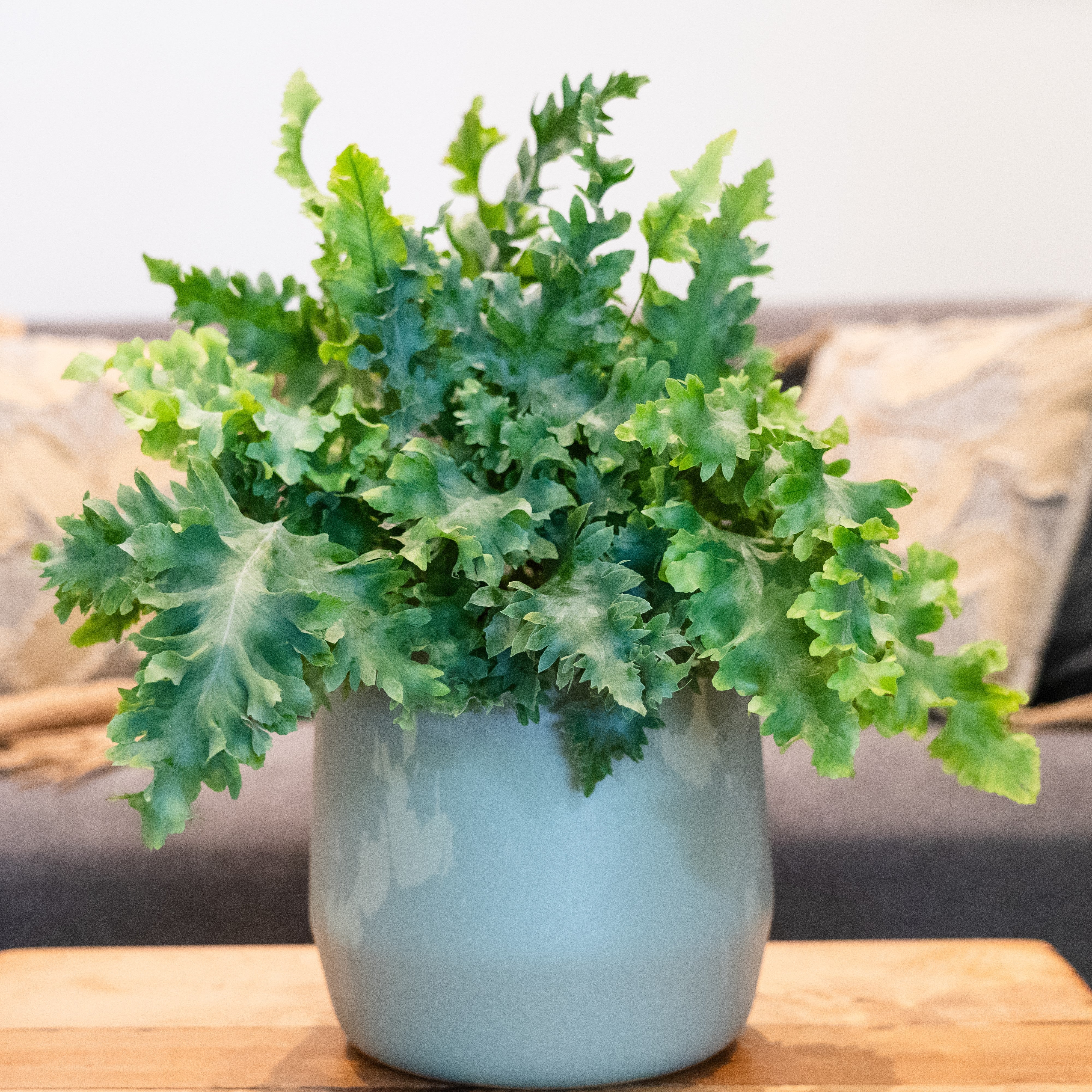 PHLEBODIUM DAVANA - Image 4