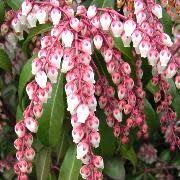 PIERIS ASSORTED 150mm - Image 3