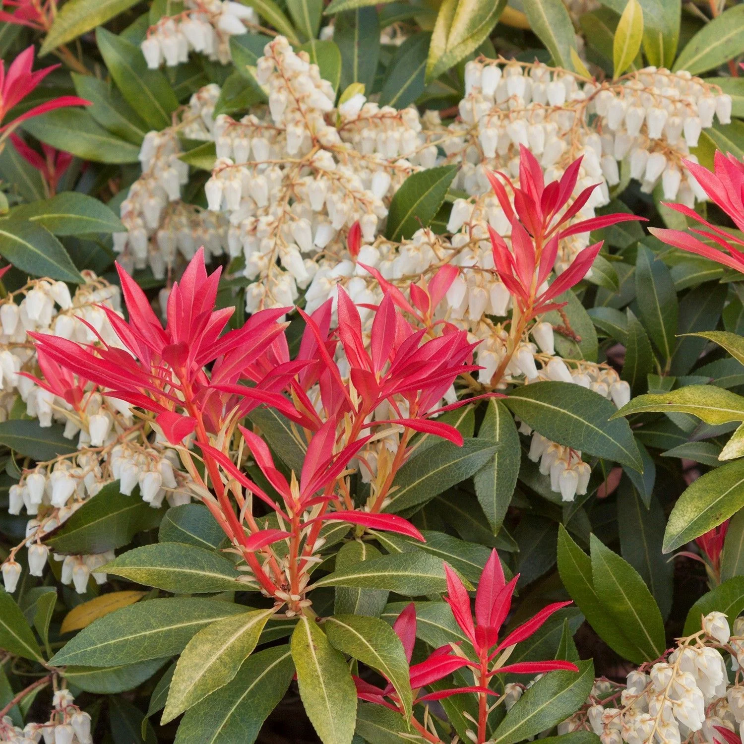PIERIS ASSORTED 150mm - Image 6