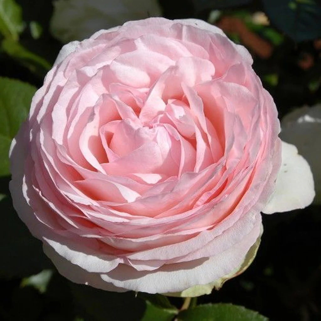 PRE ORDER - CLIMBING PIERRE DE RONSARD PILLAR - Bare Rooted