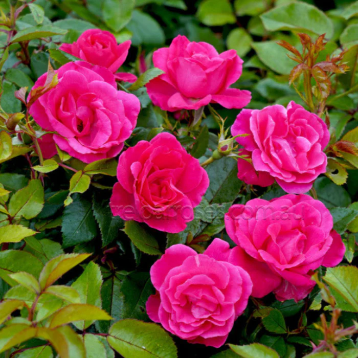 PRE ORDER - PINK AYOBA - Bare Rooted