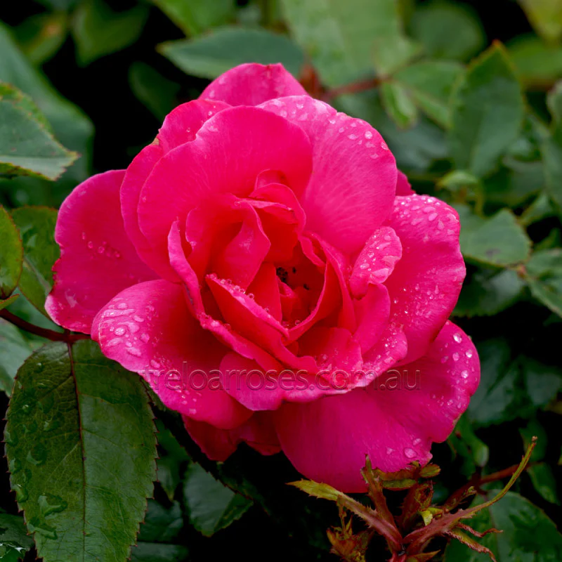 PRE ORDER - PINK AYOBA - Bare Rooted - Image 2