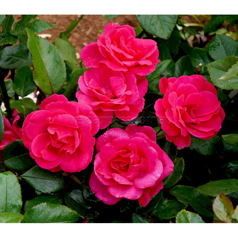 PRE ORDER - PINK AYOBA - Bare Rooted - Image 3