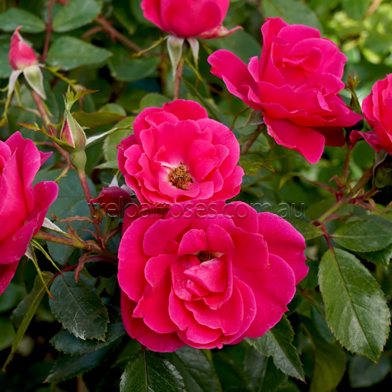 PRE ORDER - PINK AYOBA - Bare Rooted - Image 4