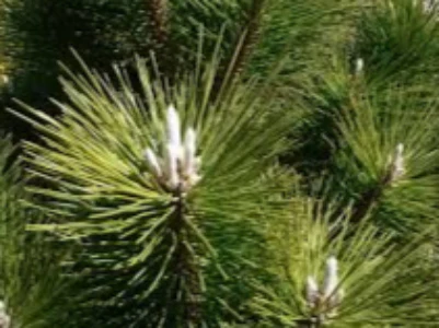 PINUS THUNDERHEAD 200MM - Image 3