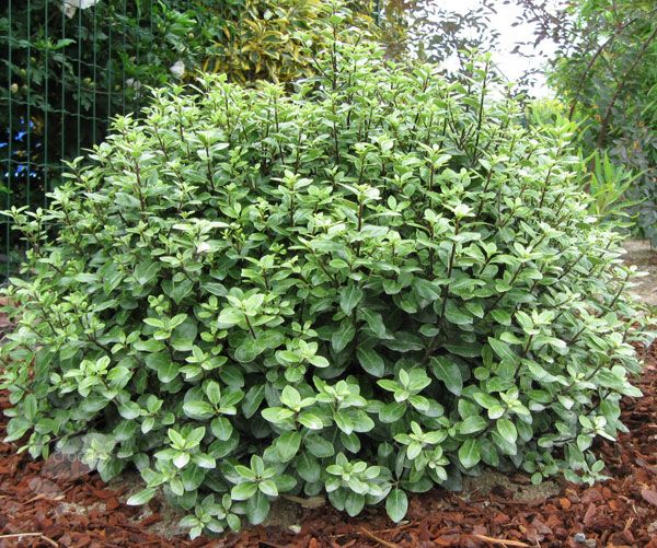 PITTOSPORUM GOLF BALL - Image 3