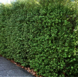 PITTOSPORUM SILVER SHEEN - Image 3