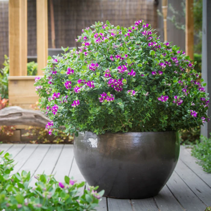 POLYGALA DWARF LITTLE BIBI