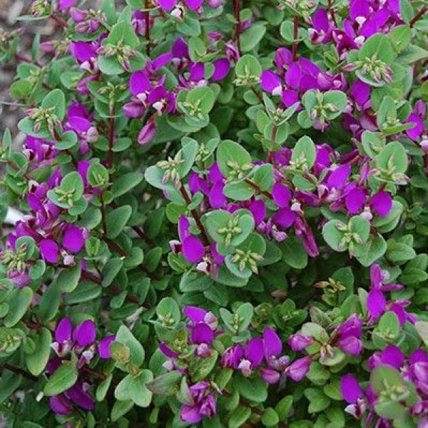 POLYGALA DWARF LITTLE BIBI - Image 2