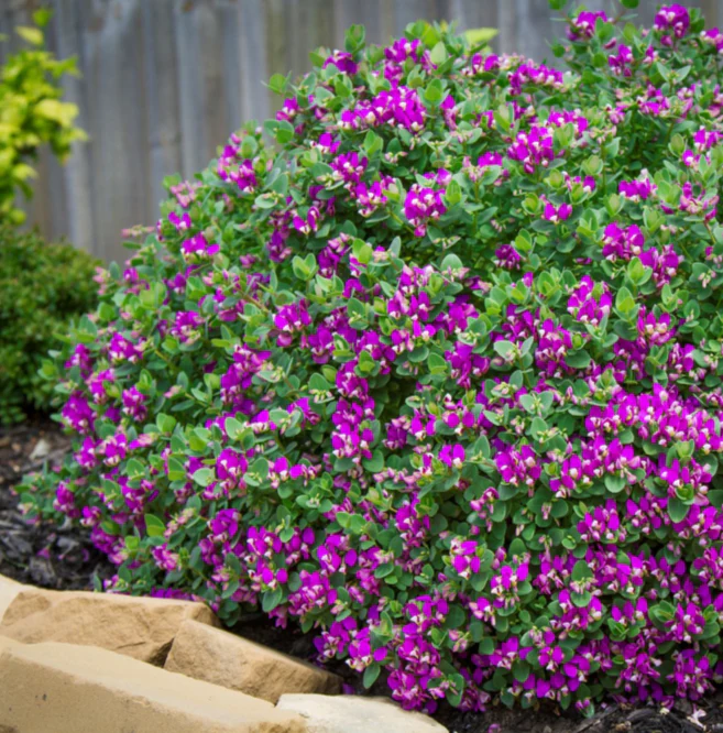 POLYGALA DWARF LITTLE BIBI - Image 4