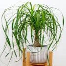 PONYTAIL PALM 140mm - Image 2