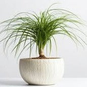 PONYTAIL PALM 140mm - Image 3