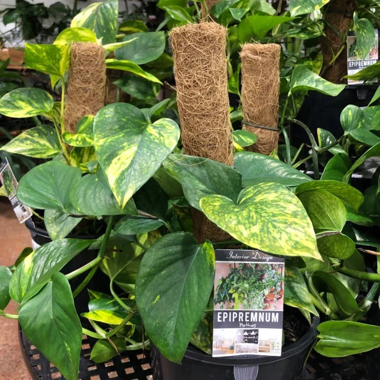 POTHOS EPIPREMNUM 200MM WITH TOTEM - Image 2